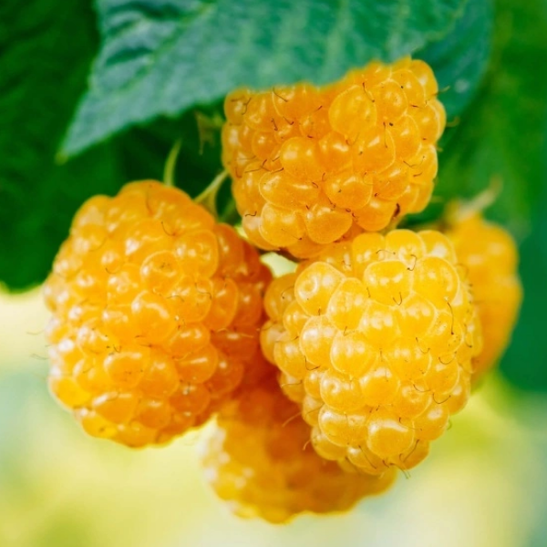 Основное изображение товара