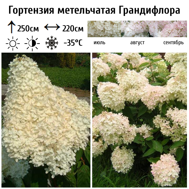 Гортензия метельчатая Грандифлора