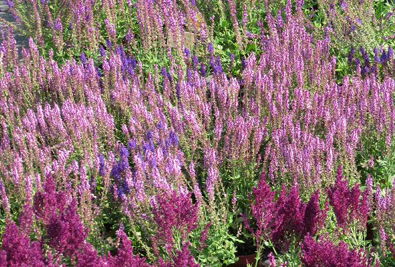 Садовый центр Веры Глуховой предлагает широчайший выбор многолетних цветов собственного производства! Садовый центр Веры Глуховой предлагает широчайший выбор многолетних цветов собственного производства!