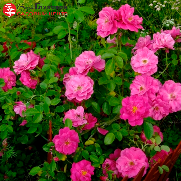 Роза Ругоза (Rosa rugosa) канадская Frontenac