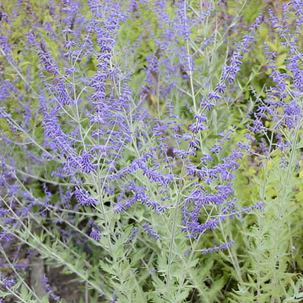 Основное изображение товара