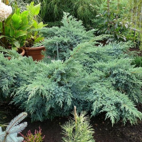 Основное изображение товара