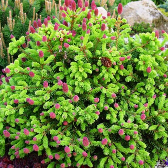 Основное изображение товара