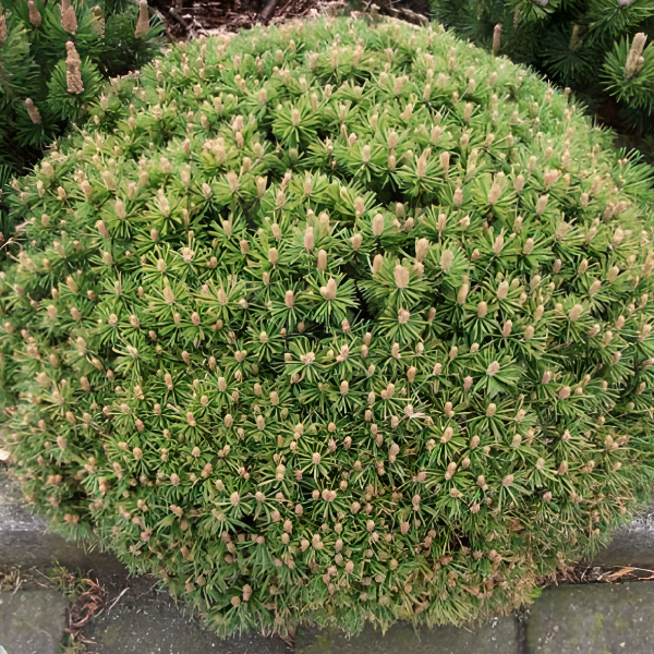 Сосна горная "Бенжамин" (Pinus mugo "Benjamin")