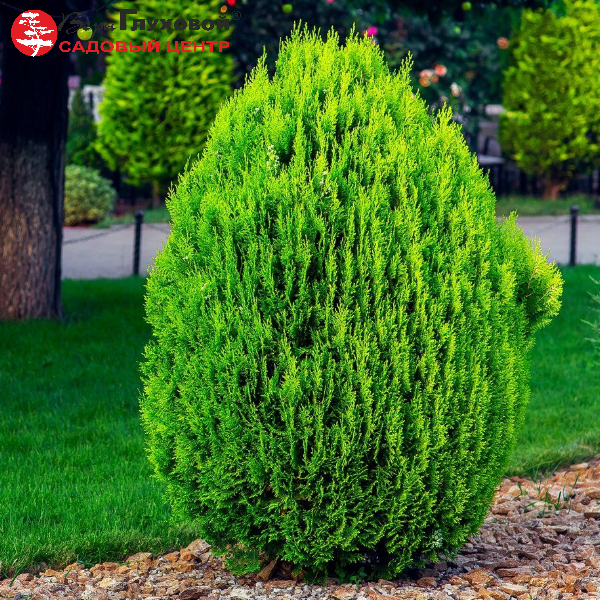 Основное изображение товара