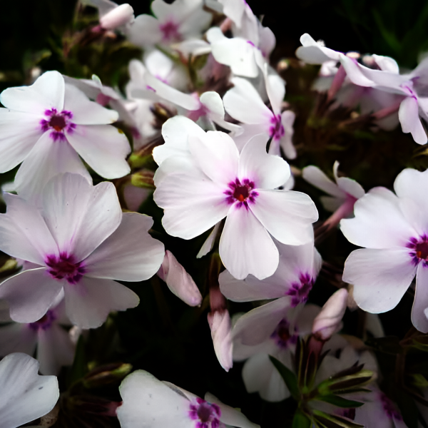 Основное изображение товара