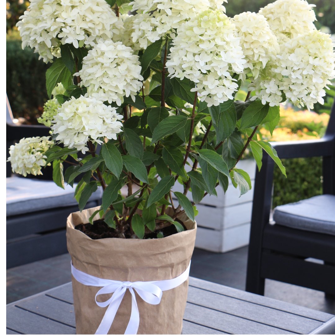 АКЦИЯ: с 25 - 31 августа «Цветущая гортензия для моего учителя» АКЦИЯ: с 25 - 31 августа «Цветущая гортензия для моего учителя»