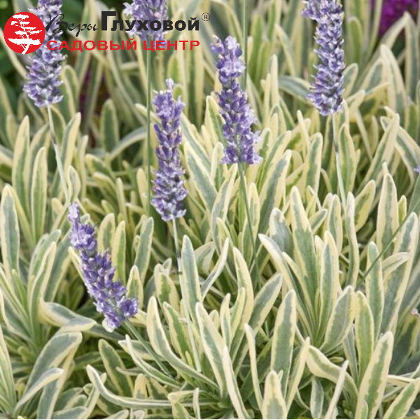 Основное изображение товара