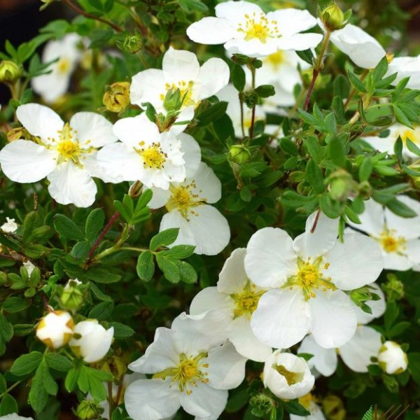 Лапчатка кустарниковая «Абботсвуд» (Пятилисточник, или Курильский чай кустарниковый) Potentilla frut