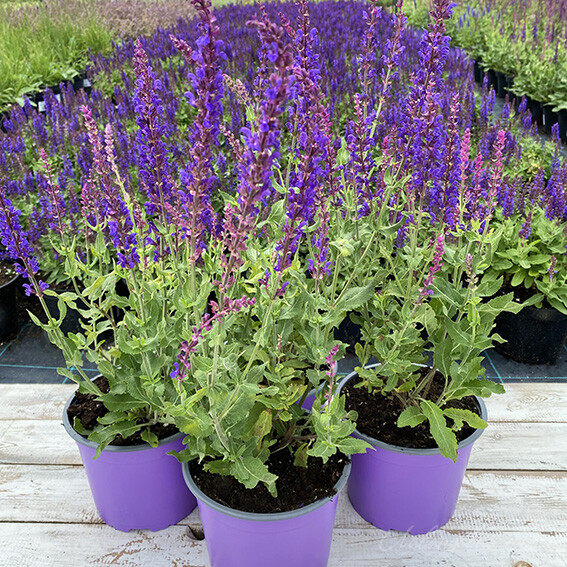 Основное изображение товара