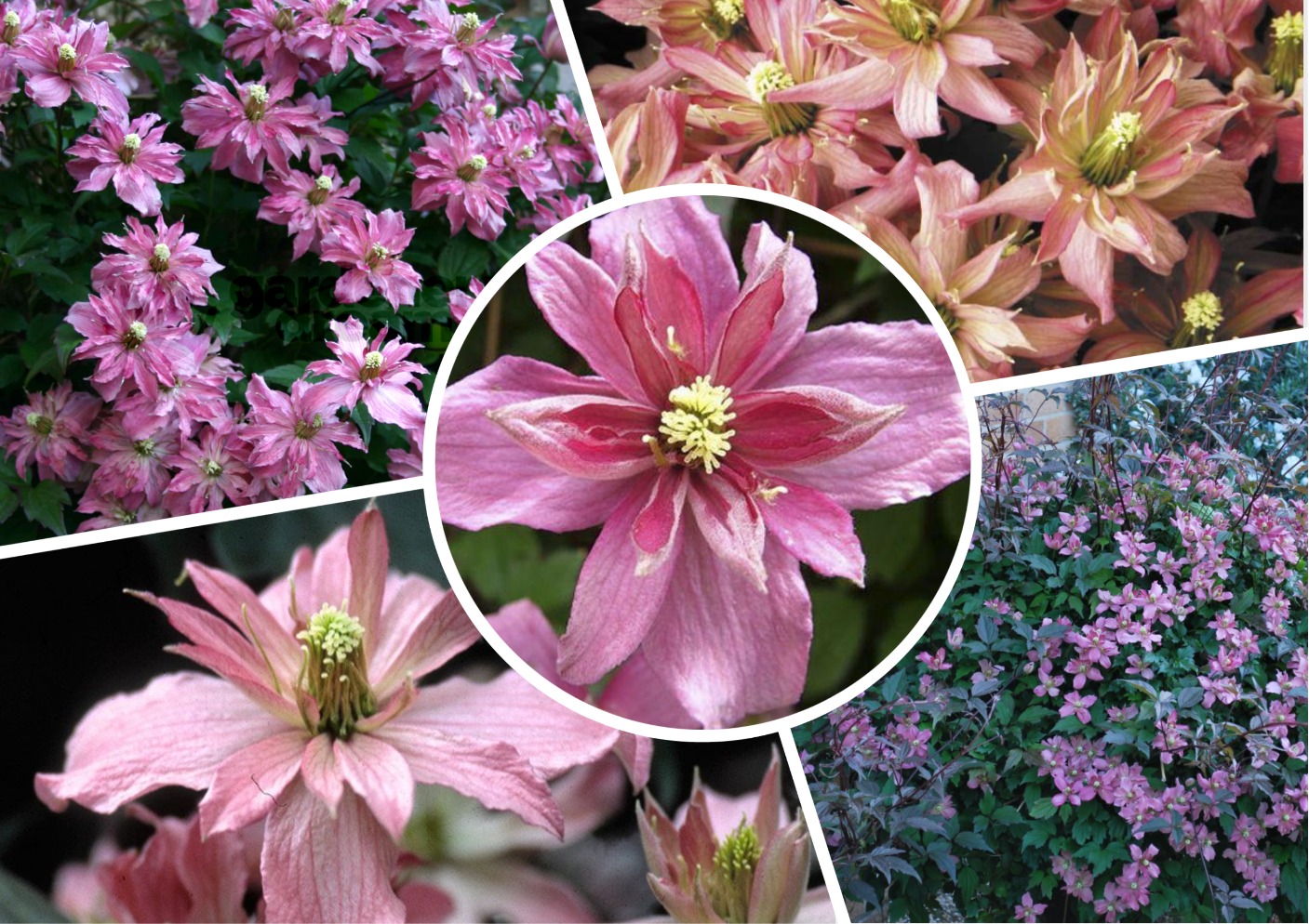 Клематис Clématis Broughton Star Клематис Clématis Broughton Star