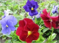 Первое поступление однолетних и многолетних цветов