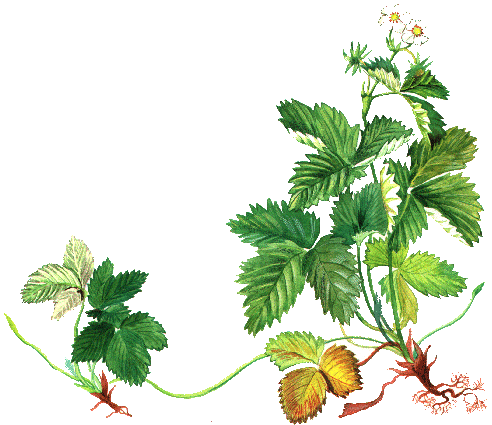 Размножение растений Размножение растений