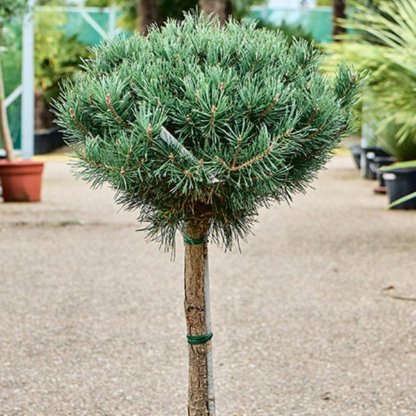 Сосна обыкновенная Ватерери Нана