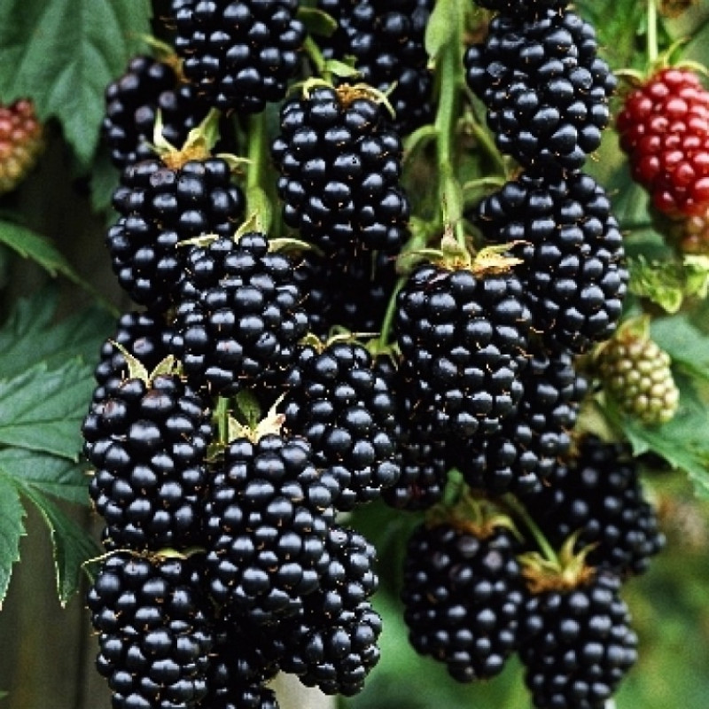 Основное изображение товара