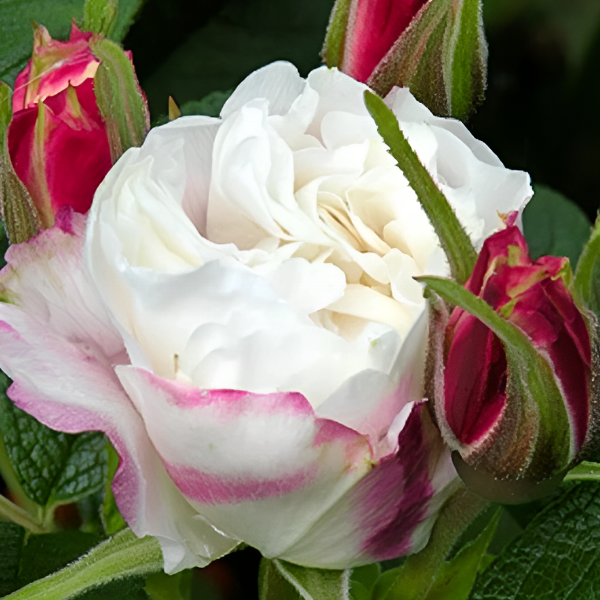 Роза Ругоза (Rosa rugosa) канадская Louise Bugnet