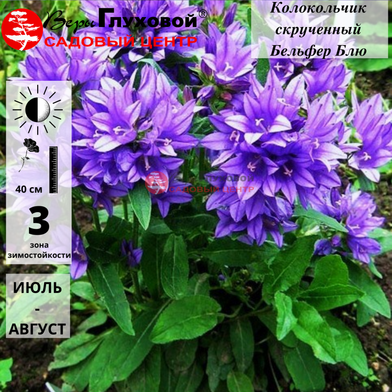 Основное изображение товара