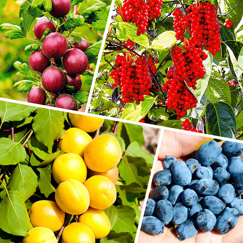 Большое разнообразие саженцев Большое разнообразие саженцев