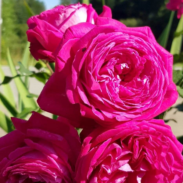 Основное изображение товара