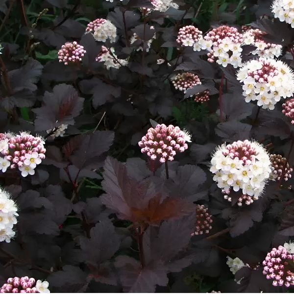 Пузыреплодник калинолистный 