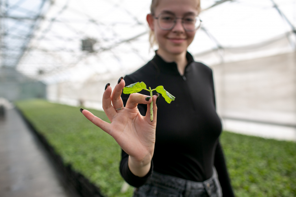 8 готовый черенок.jpg 8 готовый черенок.jpg