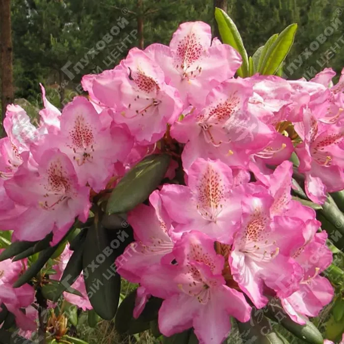 Rododendron_3_converted.webp