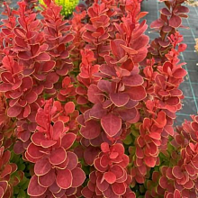 Основное изображение товара