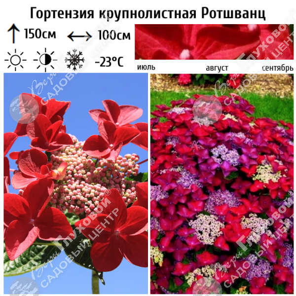 Гортензия крупнолистная "Ротшванц" на фото