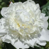 Пион молочноцветковый (Paeonia lactiflora) Вайт Тауэрс С4 ГлХ/26