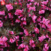 Вейгела цветущая (Weigela florida) Александра  С3 СП/25