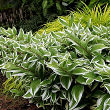 Основное изображение товара