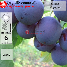 Слива Евразия 21 (ранний сорт) С4