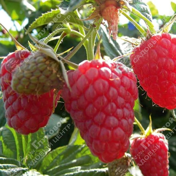 Малина "Жар -птица" на фото