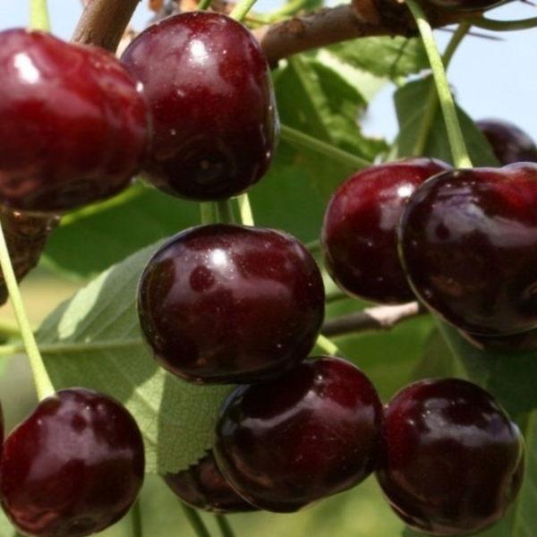 Вишня Харитоновская (средний сорт)