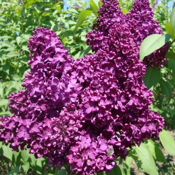 Основное изображение товара