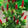 Ель колючая (Picea pungens) Лаки Страйк 30-40 С5 НБл/26