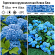 Гортензия крупнолистная 