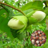 Фундук "Косфорд" на фото