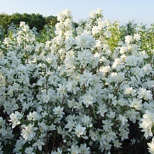 Основное изображение товара