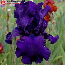 Основное изображение товара