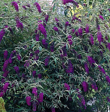 Основное изображение товара