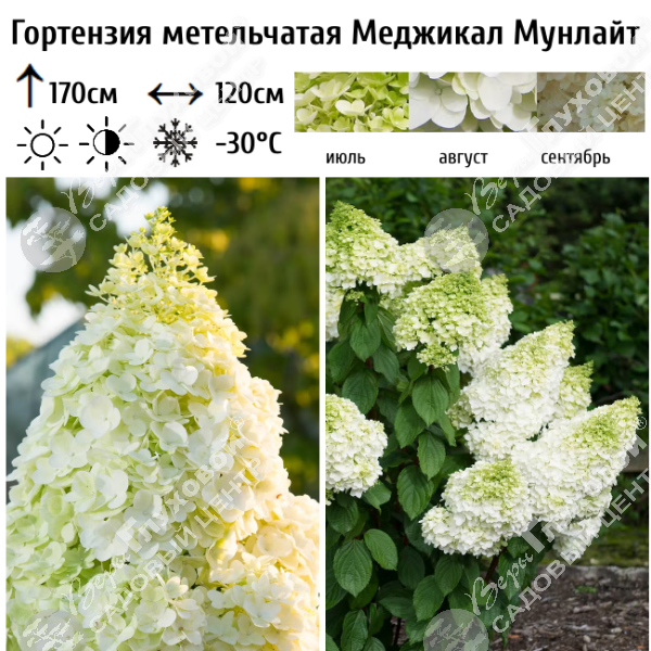 Гортензия метельчатая "Меджикал Мунлайт" на фото