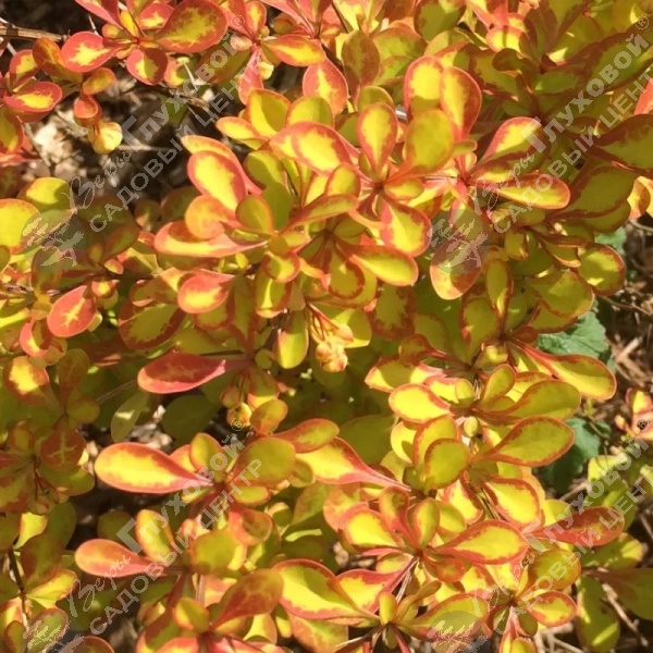 Барбарис Тунберга "Саммер Сансет" на фото