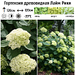 Гортензия древовидная 