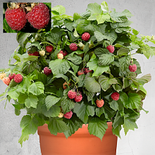 Основное изображение товара