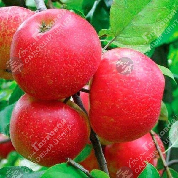 Яблоня "Хани Крисп" на фото