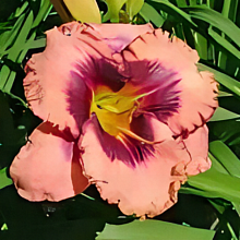 Основное изображение товара