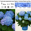 Гортензия крупнолистная (Hydrangea macrophyllа) Эндлесс Саммер Блумстар Блю С3 БдН/25