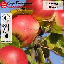 Яблоня Марина (осенний сорт)