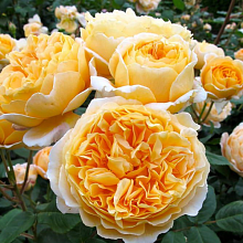 Основное изображение товара